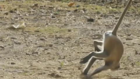 Funniest Monkey - cute and funny monkey videos Full HD