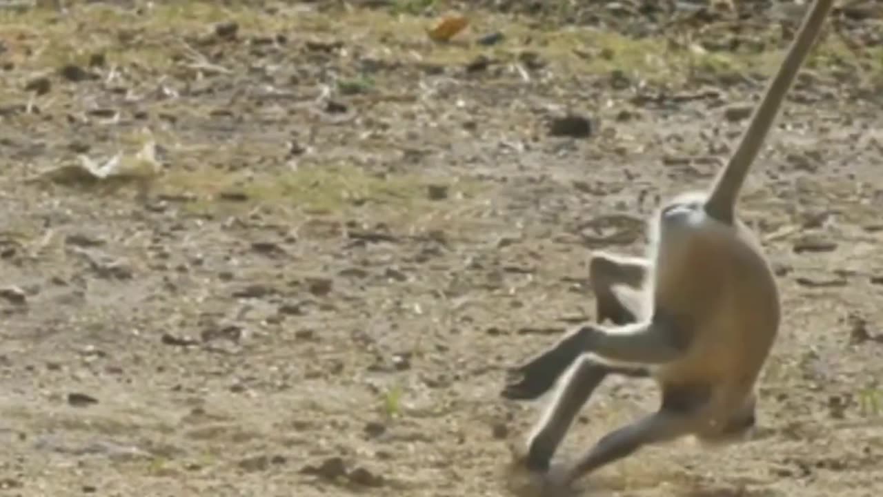 Funniest Monkey - cute and funny monkey videos Full HD