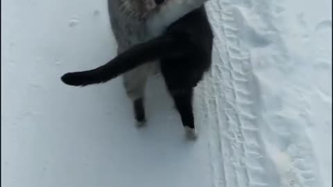 cat in love 😍