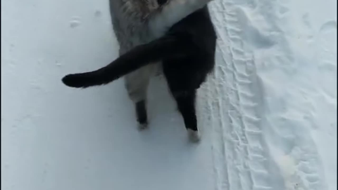 cat in love 😍