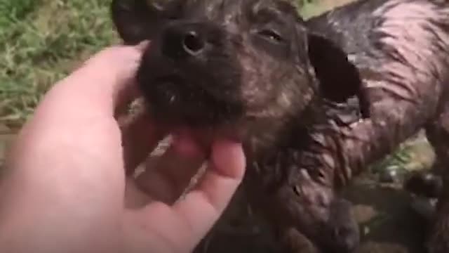 Puppy Found On The Streets Of India Is Looking For A Family