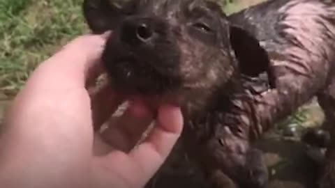 Puppy Found On The Streets Of India Is Looking For A Family