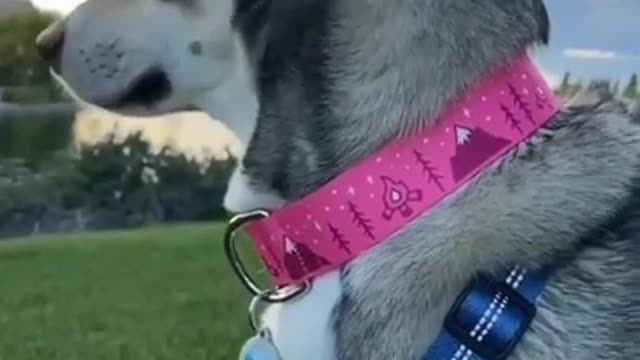 Cute Husky Eyes Catched On Camera Must Watch