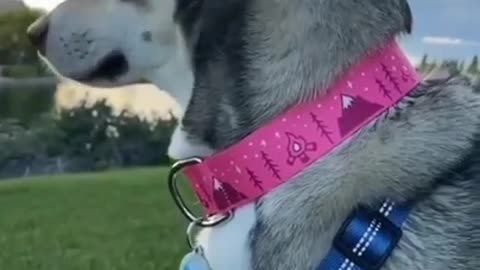 Cute Husky Eyes Catched On Camera Must Watch