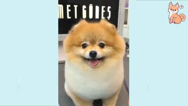 👍 Best Funny Dogs 🐶 Of The Month Try Not To Laugh Challenge 2021