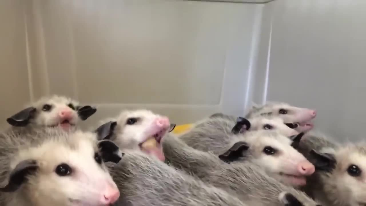 Opossums Enjoying Their Banana