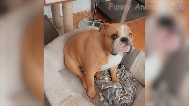 Funny animal video 2022 | Best cats and dogs video