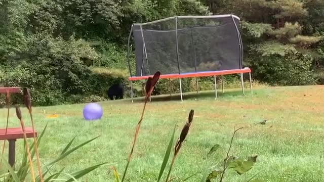 Bear Walks Through Shocked Woman's Yard