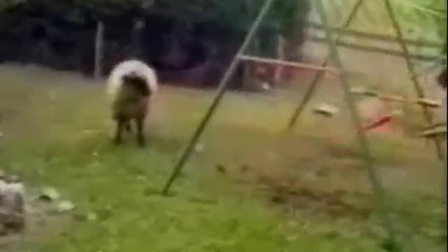 Watch This Sheep Going Mad At The Kids Swing