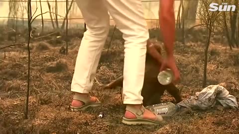 "Woman saves scorched koala from Australian bushfire