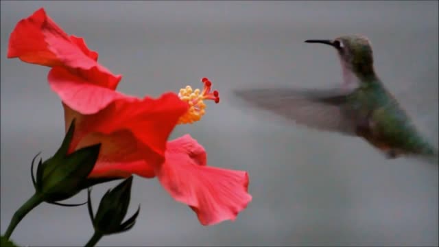 A nice compilation of hummingbirds