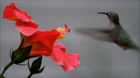 A nice compilation of hummingbirds