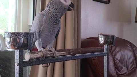 My Parrot's Opinion On My Weight Loss