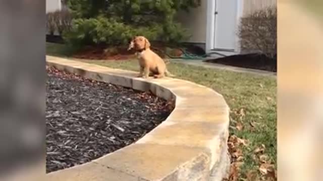 Funny animal vídeo