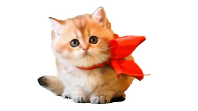 Kitten gif video with bow