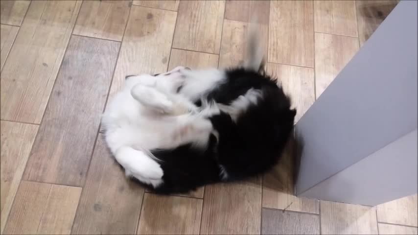 Border Collie Bites His Own Tail!