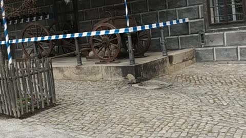 Castle courtyard in České Krumlov.