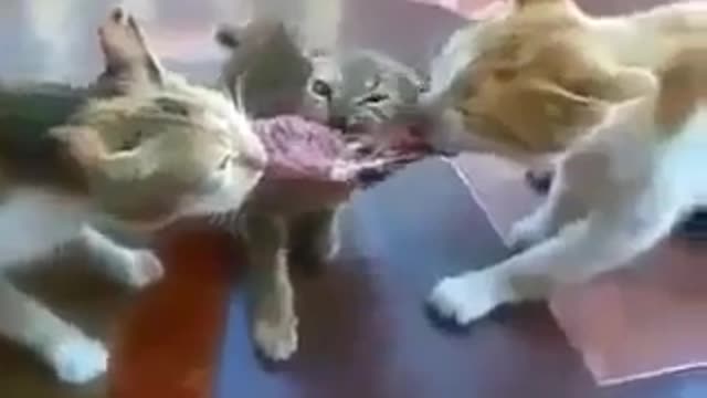 Smart cat gets food