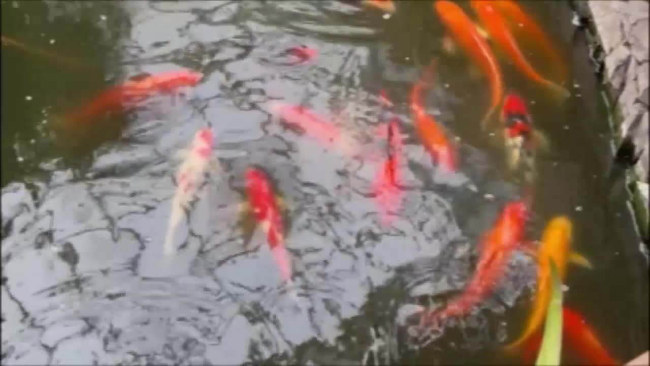 Koi Fish🐟🐠🐡