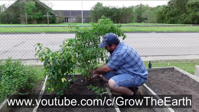 How to trim your pepper plants for better production!