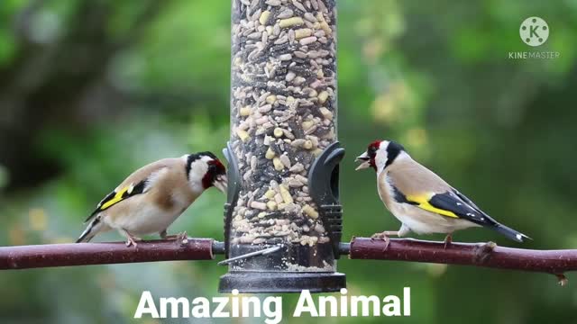 Cute Birds