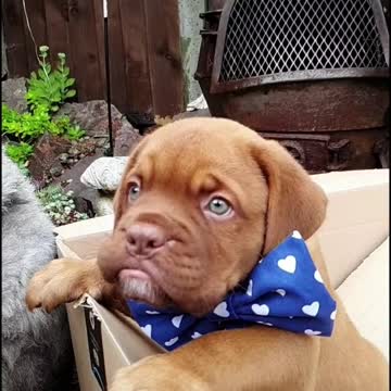 New cute puppy reveal