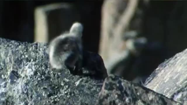 Do you like this little animal?