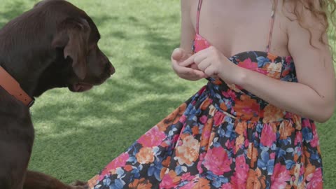 Dog TRAINING #4