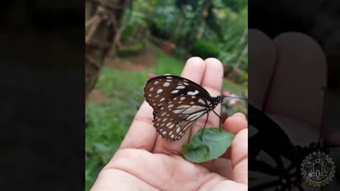 🦋🦋🦋A very friendly butterfly in my garden🦋🦋🦋