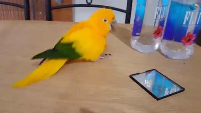 yellow parrot