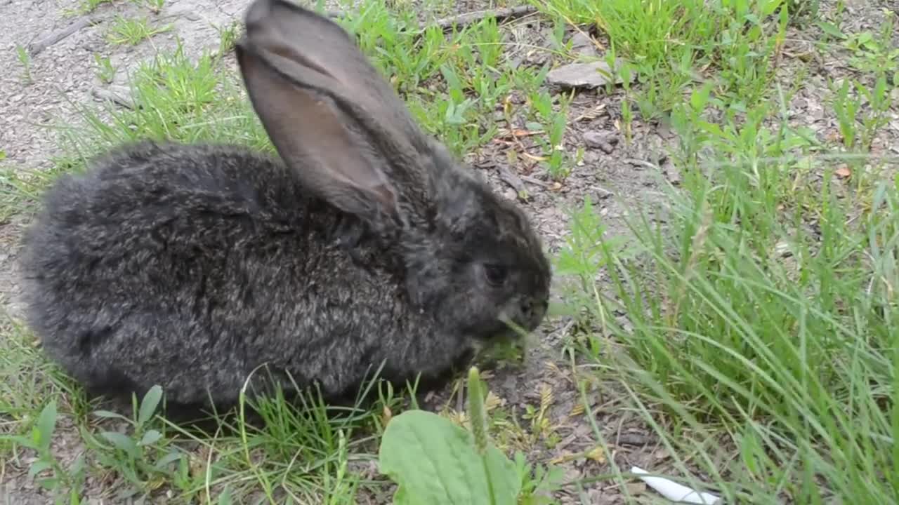 Fight a rabbit with a cat