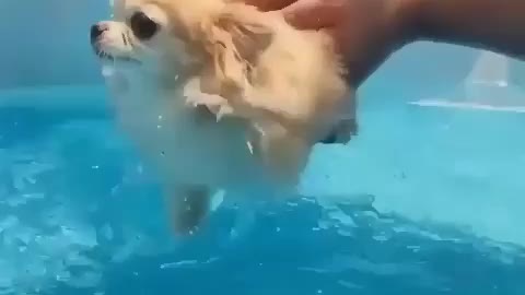 Dog Swimming in The air