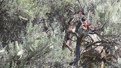 Mule Deer Scraping Velvet