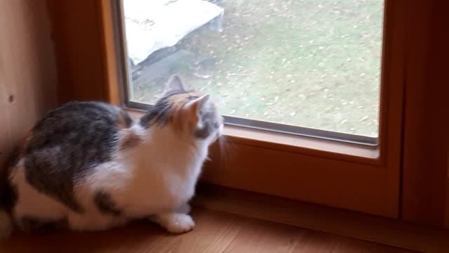 Little cat watching the birds outside
