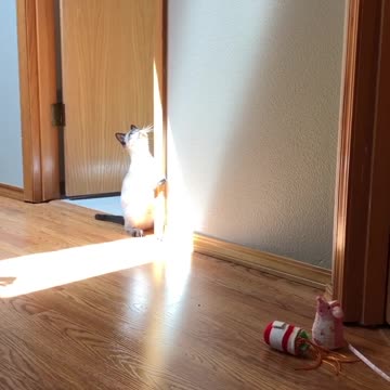 Blue-Eyed Cat Daydreams