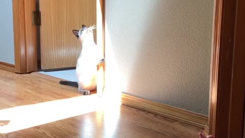 Blue-Eyed Cat Daydreams