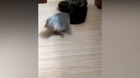Funny Cats and Cute pets Compilation - Cuteness and Funniest Animals Video 2021