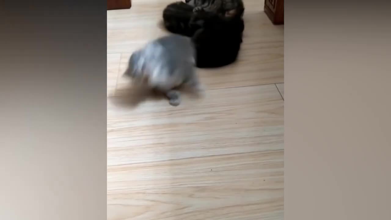 Funny Cats and Cute pets Compilation - Cuteness and Funniest Animals Video 2021