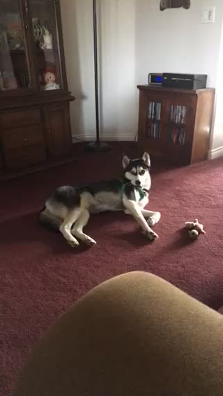 Husky holds harness in hilarious way