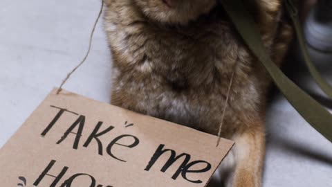 Love animals,care animal,