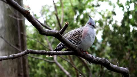 nature-bird-green-parrot-plumage