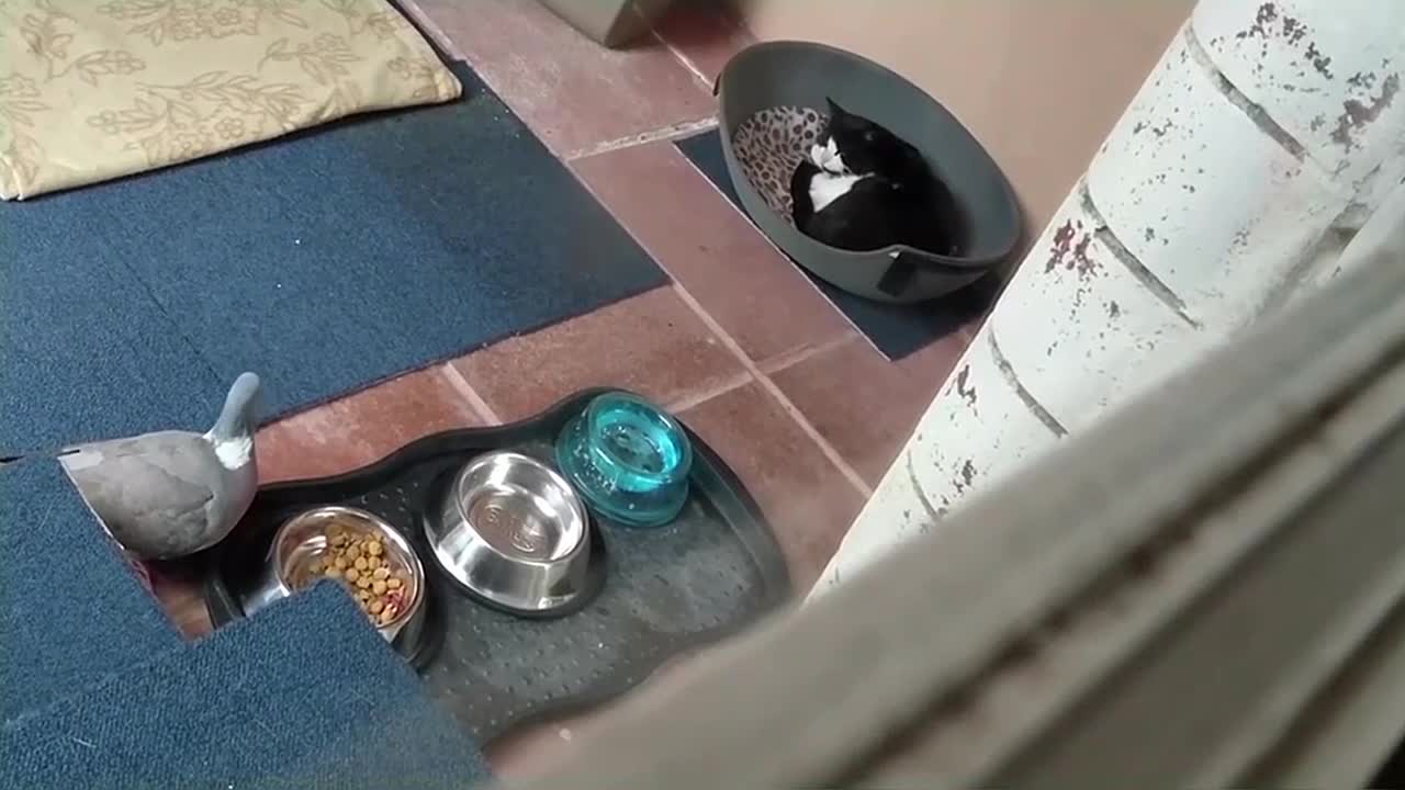 Bird steals cat food while cat sleeps