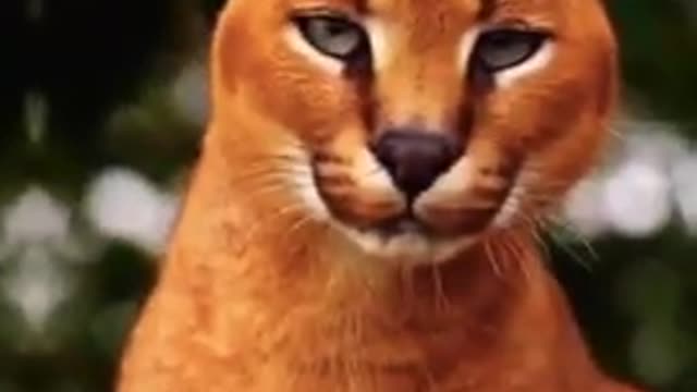 × you love animals ? cute animals video | TikTok Compilations | #shorts #animals #tiktok