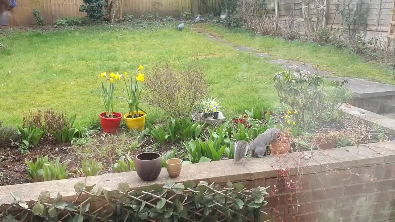 Pigeons and invader squirrel feeding in the garden