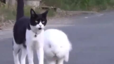 Is this a cat and a rabbit? Or cats and dogs?