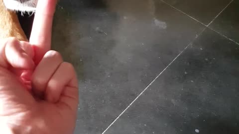 Owner flips off dog dog lays in hand