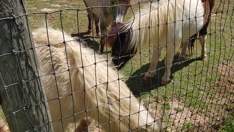 Shabbat On A Louisiana Farm