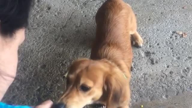 Woman in blue shirt feeds tan dog corn on the cob