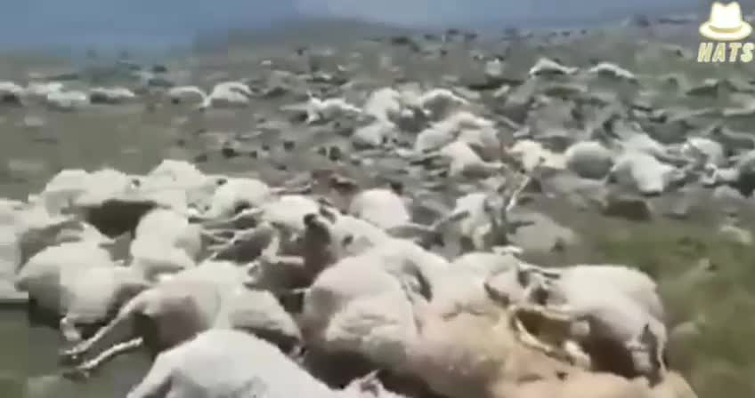 Now sheep found that too 🤔