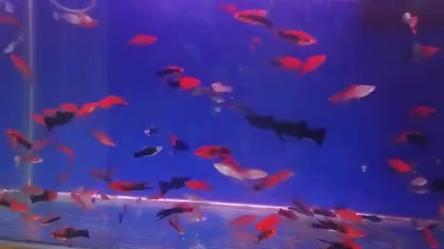 Aquarium fish